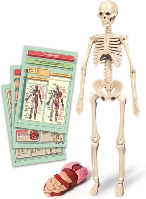 Produktbild Clementoni TOY EDUCATIONAL THE HUMAN BODY 50824