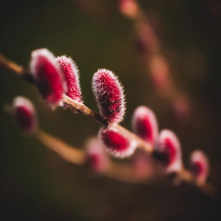 Actual product image Venus Optic Fixed focal length Laowa Argus 25 mm f/0.95 MFT APO - MFT (Micro Four Thirds, Micro Four Thirds)