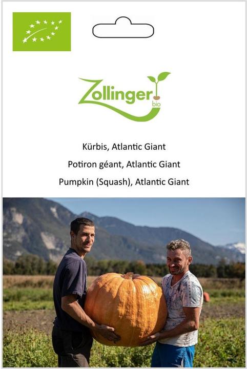 Immagine prodotto Zollinger Bio Zucca, gigante dell'Atlantico (Semi di verdura)