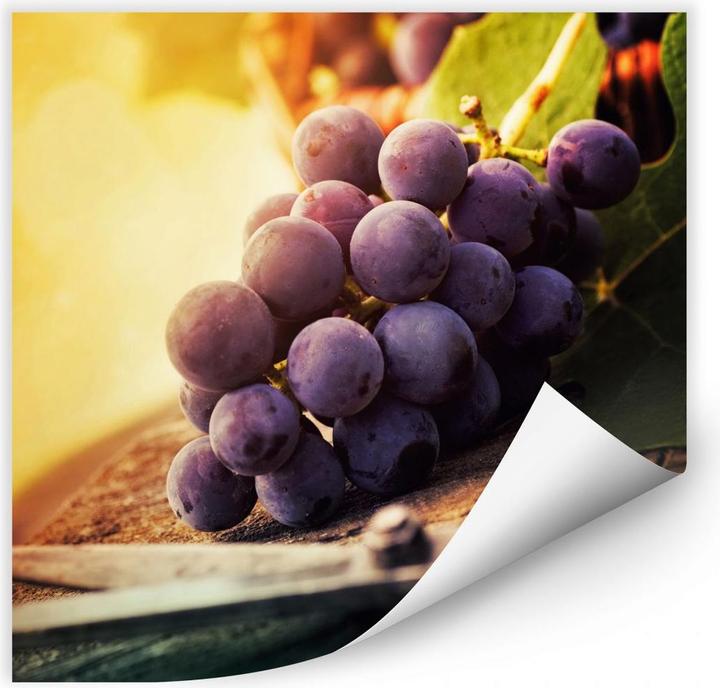 Image du produit Trenddeko Vendanges (40 x 40 cm)