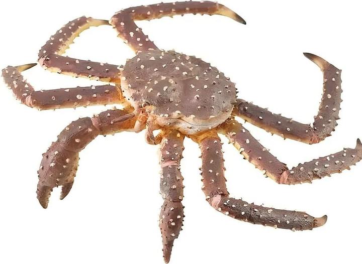 Produktbild Collecta Königskrabbe
