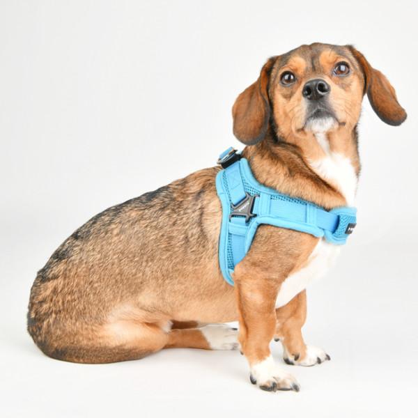 Produktbild Puppia Soft Geschirr X (L, Hund, Spazieren)