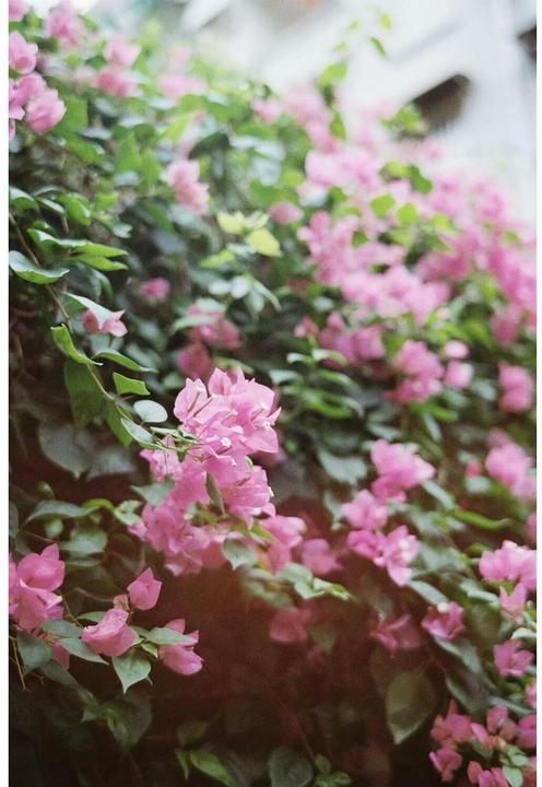 Produktbild 7artisans 35mm F/2.0 Leica M (Leica M, Vollformat)