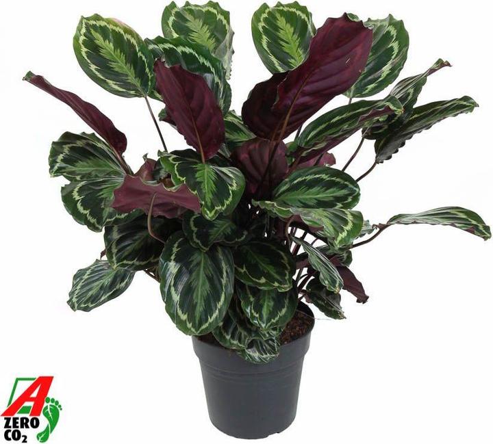 Immagine prodotto Fresca-Plant Calathea medallion 30cm