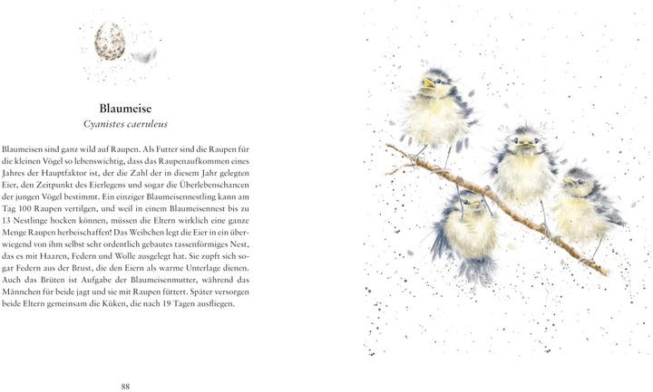 Produktbild Flügge Die ersten Tage kleiner Tierkinder (Deutsch, Hannah Dale, 2018)