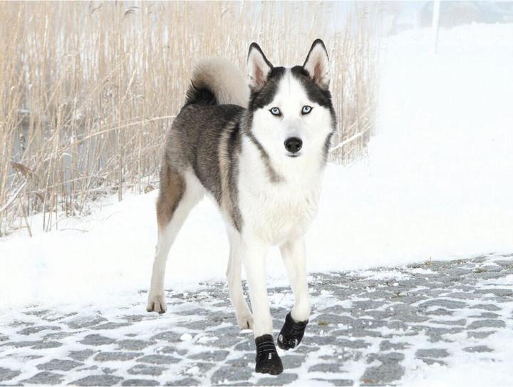 Image du produit Trixie Walker Active (L, Chaussures pour chien)