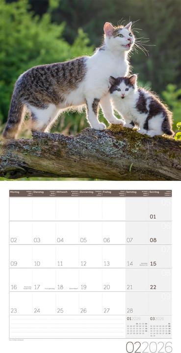 Produktbild Katzen Kalender 2026 - 30x30