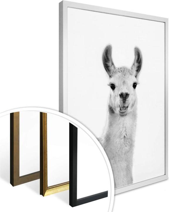 Produktbild Trenddeko Happy Lama (60 x 80 cm)