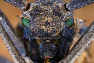 Produktbild Venus Optic Festbrennweite 65mm F/2.8 2x Ultra Macro APO – Canon RF (Canon RF, APS-C / DX)