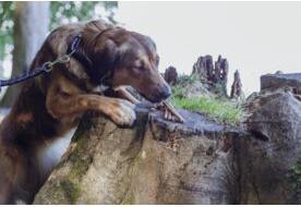 Immagine prodotto Trixie Cuori di insetti con vermi da pasto (1 pz., 80 g)