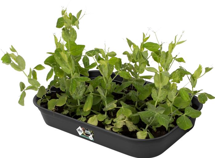 Produktbild Elho Green Basics