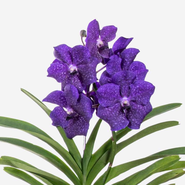 Produktbild Plant in a Box Vanda 'Blue' - Orchidee (60 cm)