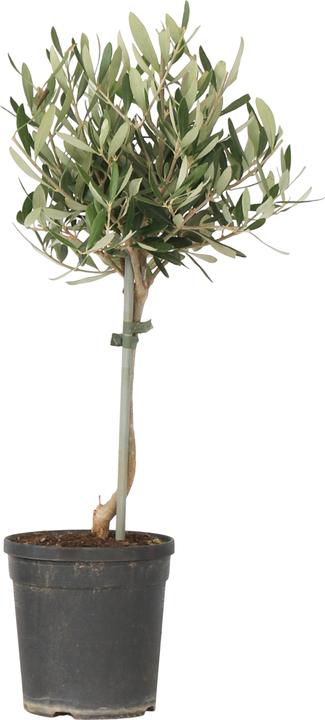 Actual product image Plant in a Box Olea europaea - Olivenbaum (45 cm)