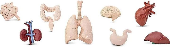 Actual product image Safari Human organs