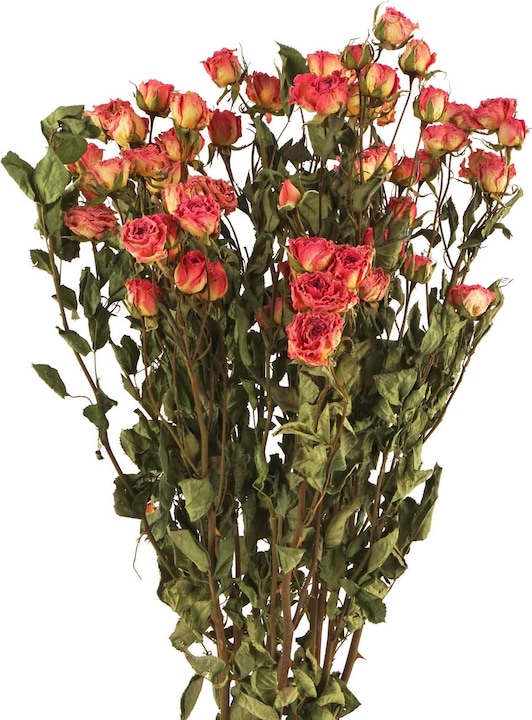 Geschenkkörbe CH Roses ramifiées, fleurs séchées, rose naturel (Fleurs séchées)
