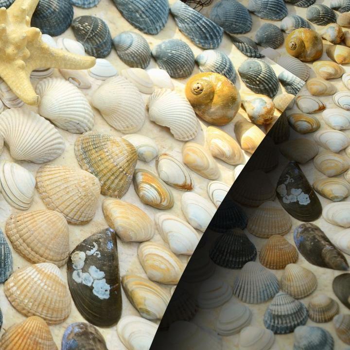 Actual product image Trenddeko Maritime Sea shell (40 x 60 cm)