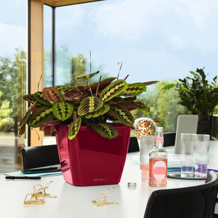 Produktbild Lechuza Quadro LS (35.50 x 35.50 x 32.50 cm)