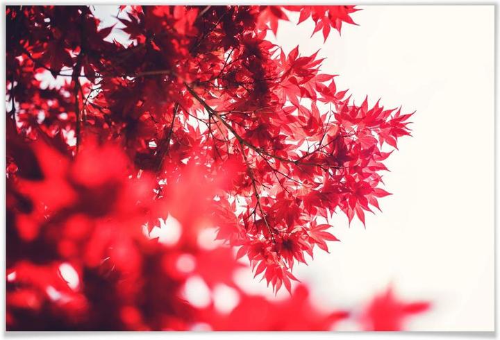 Produktbild Trenddeko Ahornbaum im Herbst (45 x 30 cm)