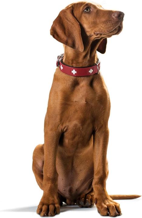 Actual product image Hunter Collar Swiss genuine leather (M, Dog, General)