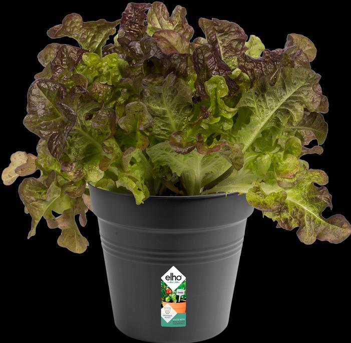 Actual product image Elho Green Basics (15 cm)