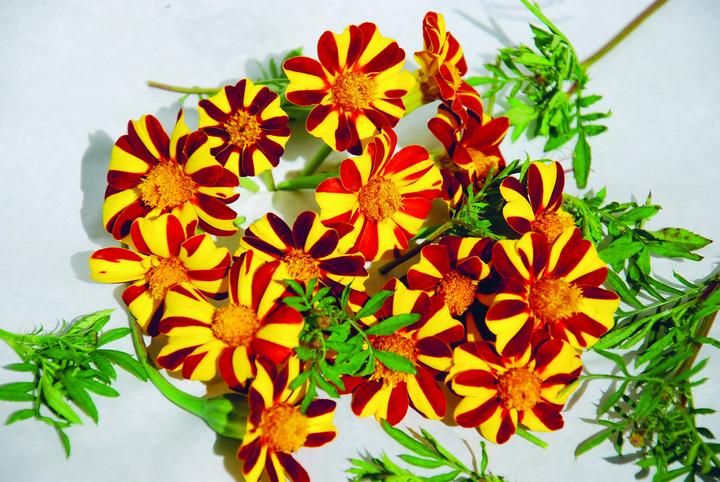 Produktbild Zollinger Bio Tagetes (Studentenblume), Windrädchen (einjährig) (Keimlinge)