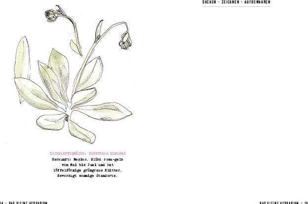 Produktbild Das kleine Herbarium (Deutsch, Saskia de Valk, 2016)