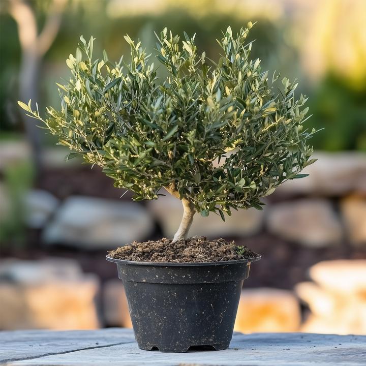 Immagine prodotto Plant in a Box Olea Europaea - Bonsai di olivo in ciotola (40 cm)