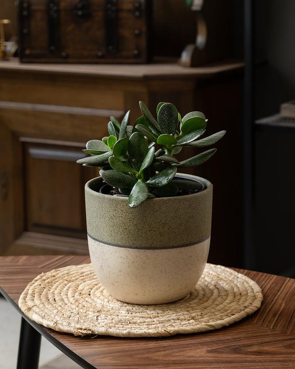 Produktbild feey Geldbaum (15 cm, Frisch umgetopft)