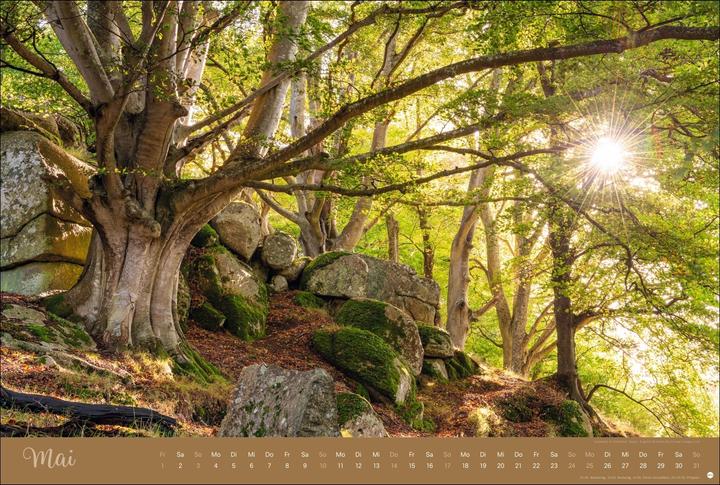 Actual product image Zauberwälder Edition Kalender 2026 (58 x 39 cm)