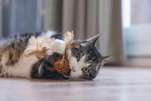 Image du produit Beeztees Katzenspielzeug Ball mit Feder (Jouets avec herbe à chat)