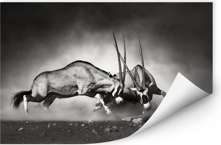 Produktbild Trenddeko Das Duell (120 x 80 cm)