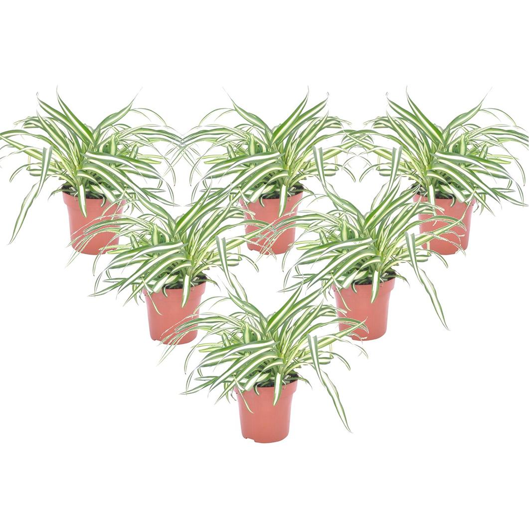 Plant in a Box, Pflanzen, Chlorophytum comosum 'Atlantic' - 6er Set Grünlilie (25 cm)