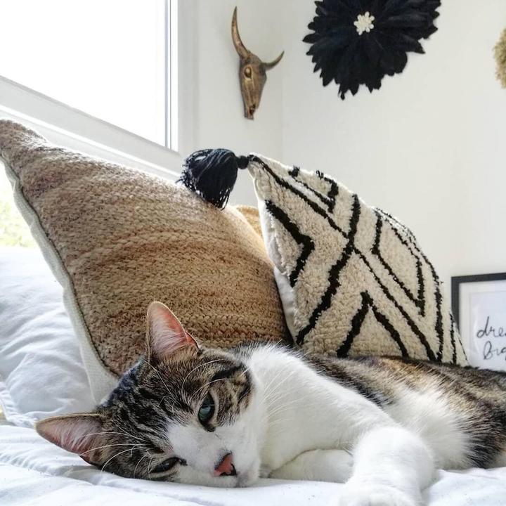 Produktbild La Redoute Interieurs Cali (40 x 40 cm)