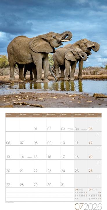 Image du produit Elefanten Kalender 2026 - 30x30 (30 x 30 cm, Couverture rigide, Français, Anglais, Allemand)