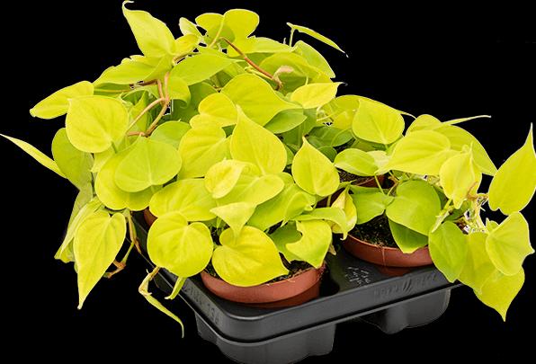 Actual product image Mahaloplants Philodendron micans lime (20 cm)