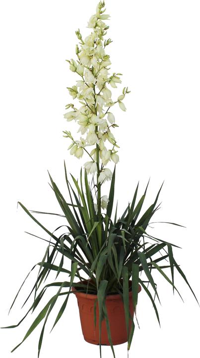 Actual product image Zulauf Narrow Leaf-Yucca (30 cm)