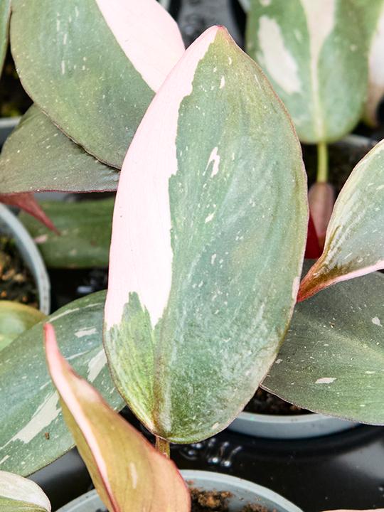 Immagine prodotto Mahaloplants Philodendron Pink Princess (8 cm)