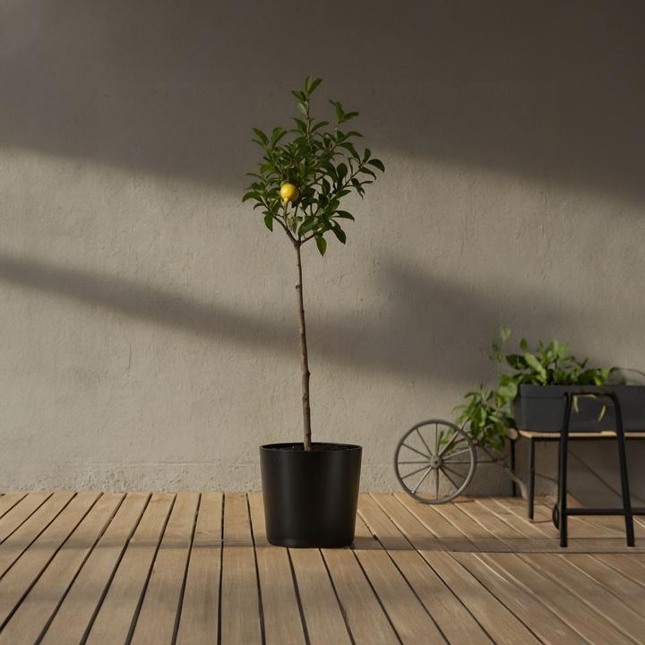 Immagine prodotto Plant in a Box Citrus limon - (100 cm)