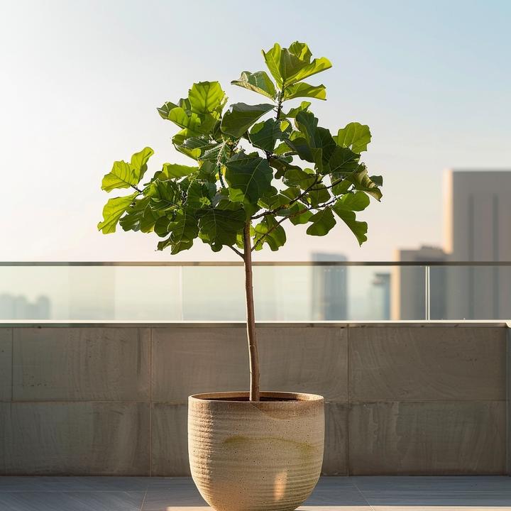 Actual product image Plant in a Box Ficus Carica - Fig tree (70 cm)