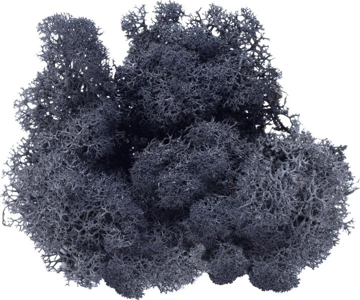 Actual product image Flowerbox Iceland moss