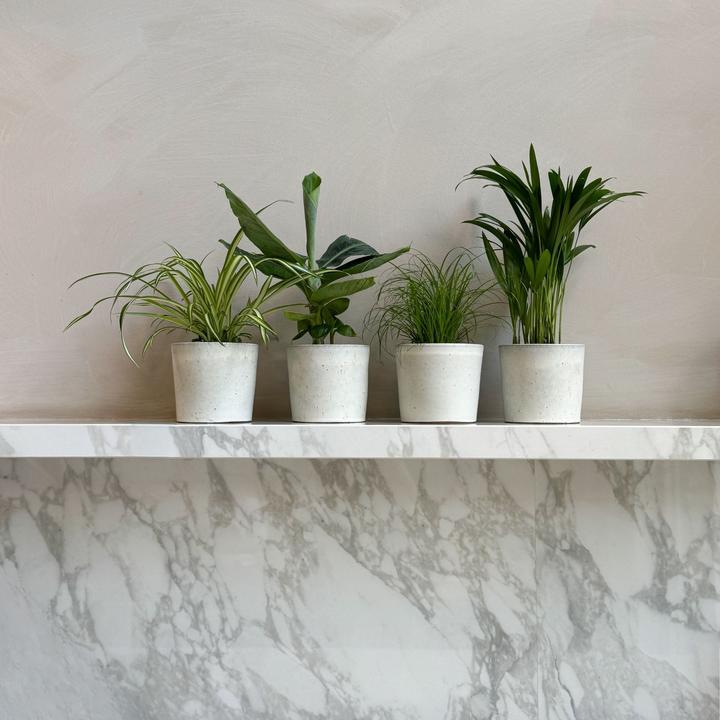 Actual product image Plant in a Box Chlorophytum, Cyperus, Musa, Areca - Mixture of 4 Pet-friendly plants (25 cm)