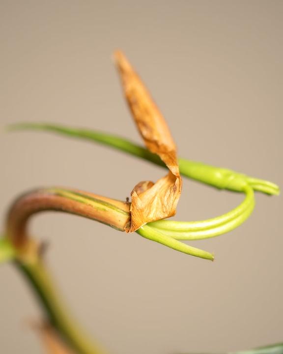Image du produit feey Philodendron scandens Brasil (15 cm, Fraîchement rempotés)