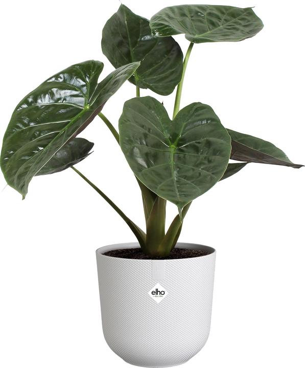 Produktbild Elho Jazz Rund (23 x 21 cm)