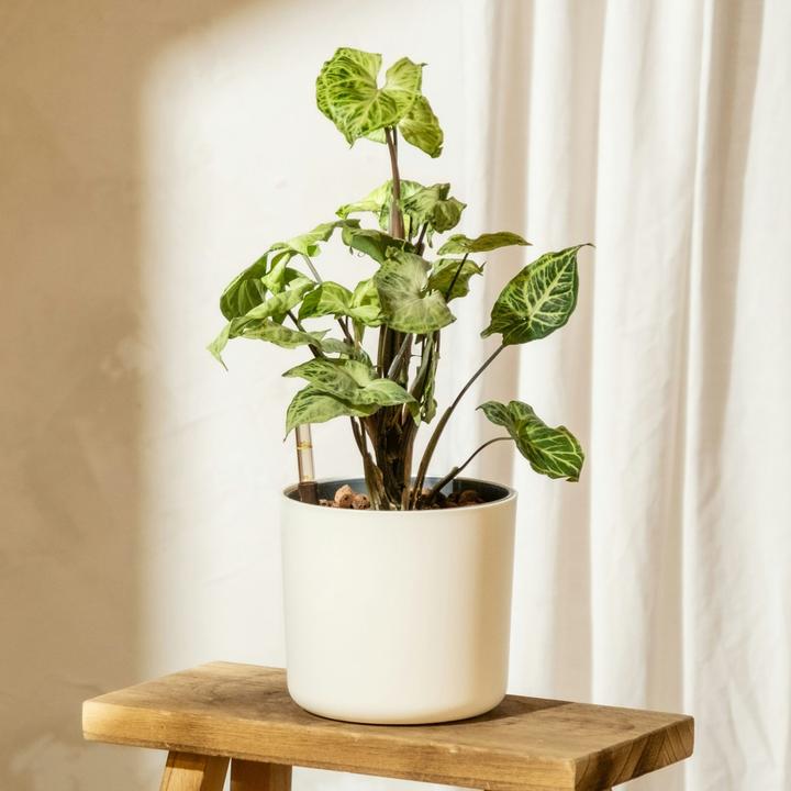 Actual product image Plant in a Box Syngonium podophyllum 'Pixie' - (25 cm)