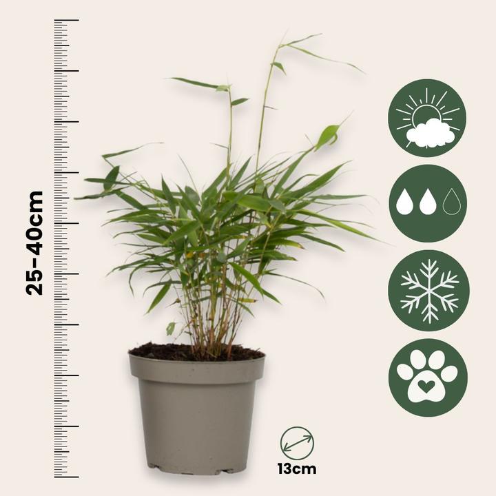 Actual product image Plant in a Box Fargesia scabrida Asian Wonder - 6er Set Asiatische Wunderbambus (25 cm)