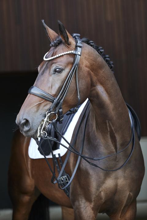 Image du produit Horse Guard Double bridon roulé Kava avec rênes