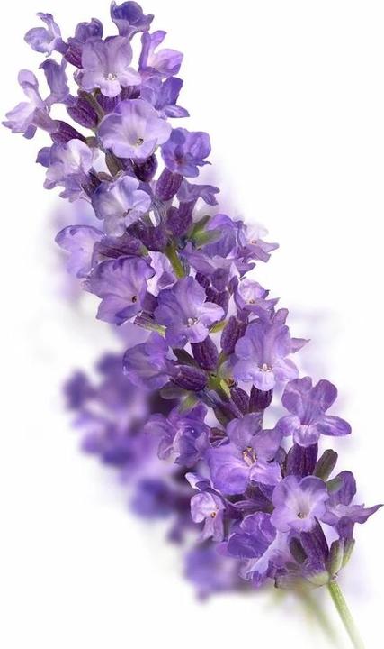 Produktbild Kneipp Foaming Bubble Bath Lavender 400ml (Schaumbad, 400 ml)