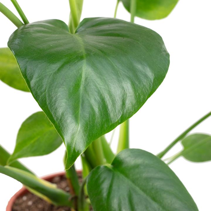 Immagine prodotto Flowerbox Foglia di finestra - Monstera Deliciosa (75 cm)