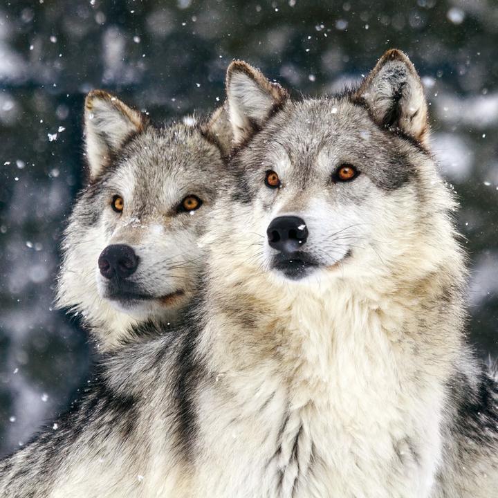 Produktbild Wolves/Wölfe 2024 (30x30cm)