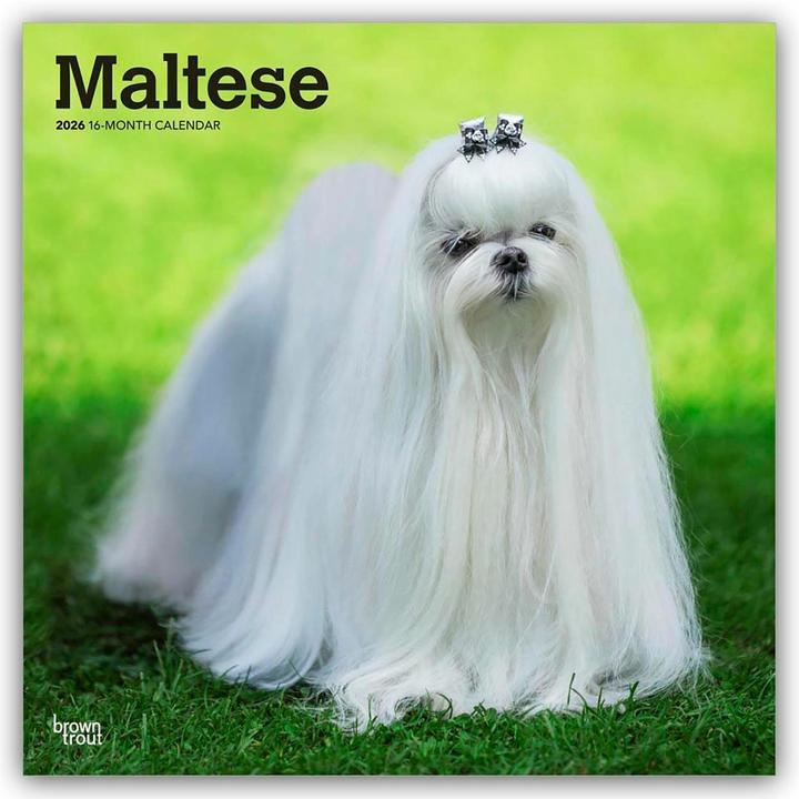 Actual product image Maltese - Malteser 2026 - 16-Monatskalender